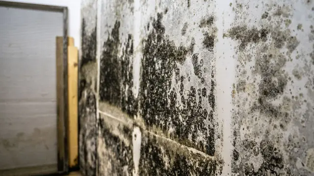 Mold staining on a basement wall near the floor