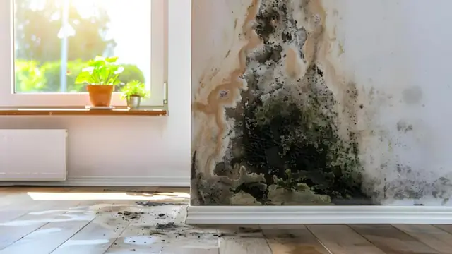 Mold growth on a basement wall above a wet floor