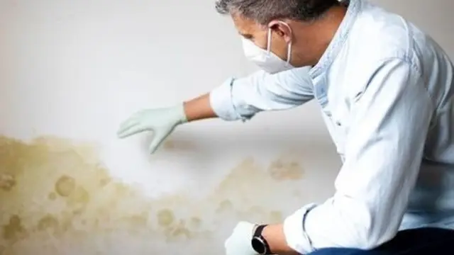 Inspector wearing a mask and gloves examining a mold-stained wall
