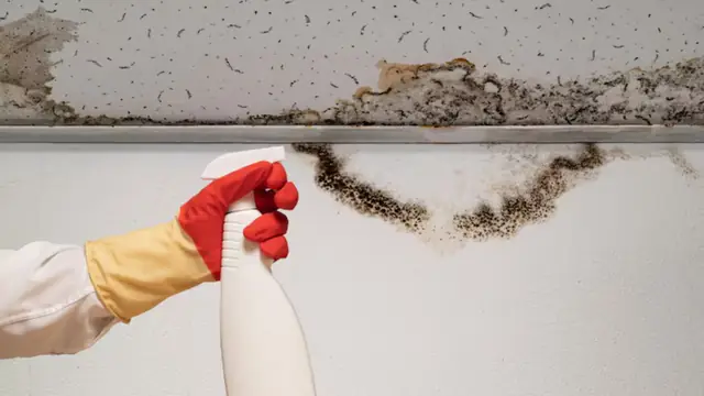 Mold line along the top of a wall with a gloved hand holding a spray bottle