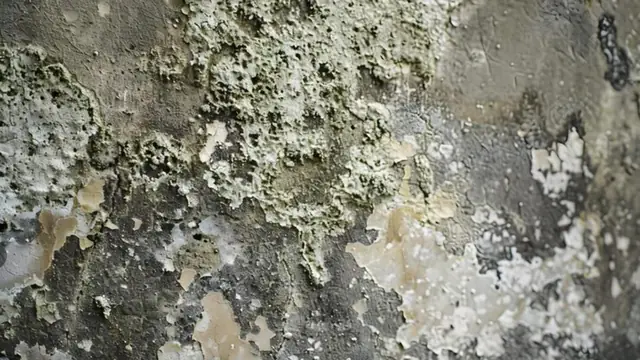 Close view of mold growth and peeling paint on a wall