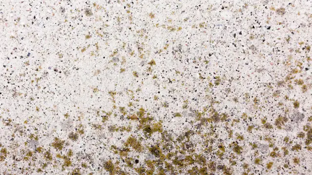 Dark mold spots spread across a light surface