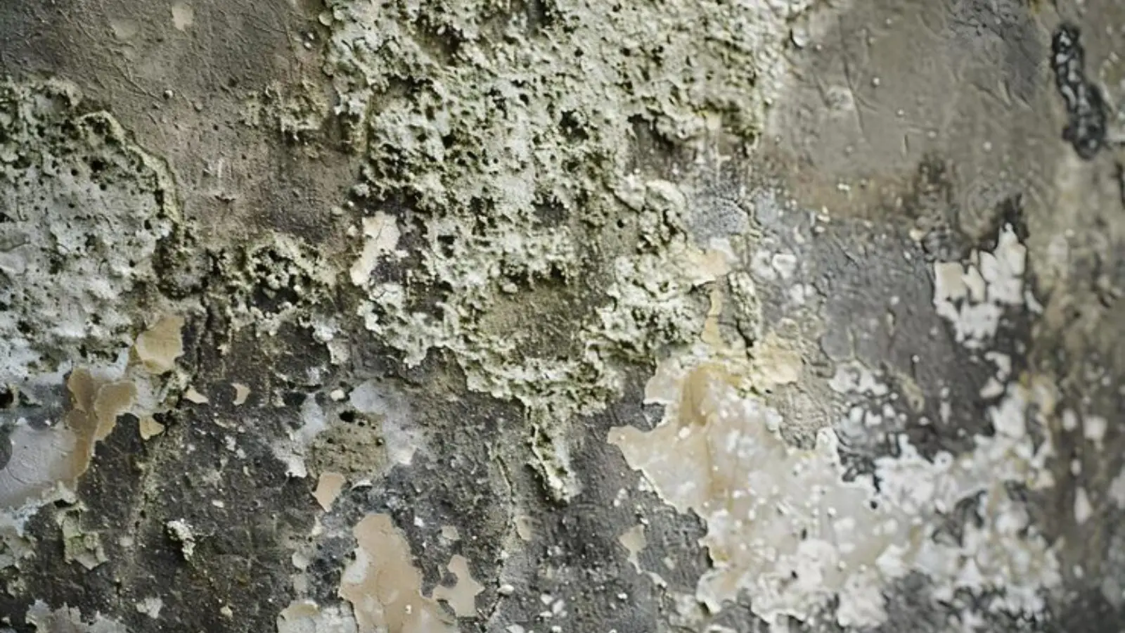 Close view of mold growth and peeling paint on a wall